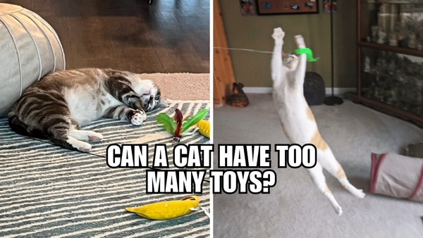 Purr-plexed: Are Too Many Toys Bad For Cats?