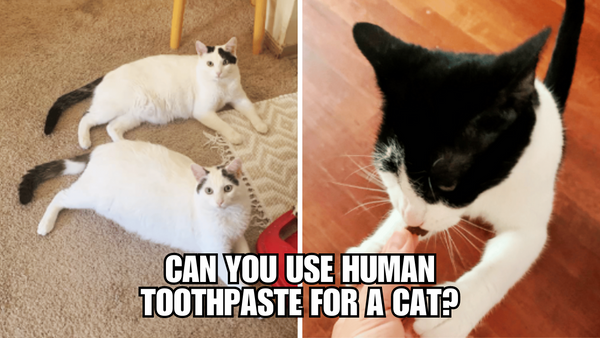 Cat-Friendly Toothpaste: A Must-Have for Your Furry Friend