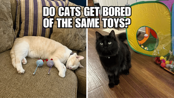 The Toy Dilemma: Keeping Your Cat's Playtime Engaging