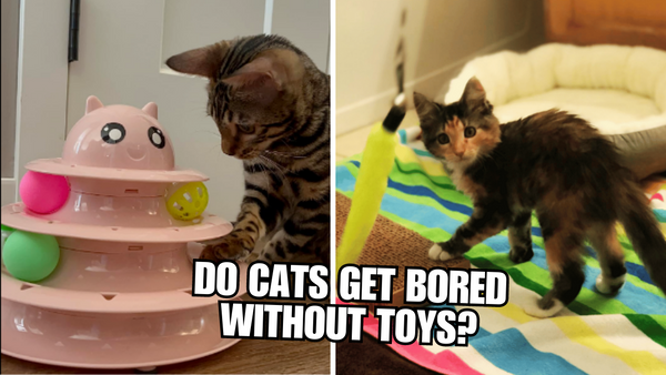 Unleash The Truth: Can Cats Get Bored Without Toys?