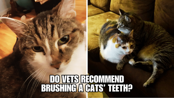 The Lowdown on Cat Teeth: Vets' Thoughts on Brushing