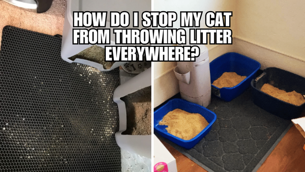 How Do I Stop My Cat From Throwing Litter Everywhere?