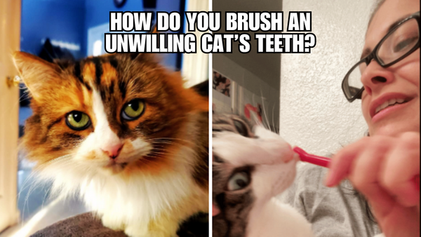 Cat Dental Care Made Easy: Tips for Reluctant Felines