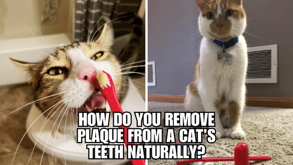 Say Goodbye to Cat Plaque: Natural Remedies That Work