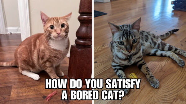 Is Your Cat Feeling Bored? Here's How to Fix It!