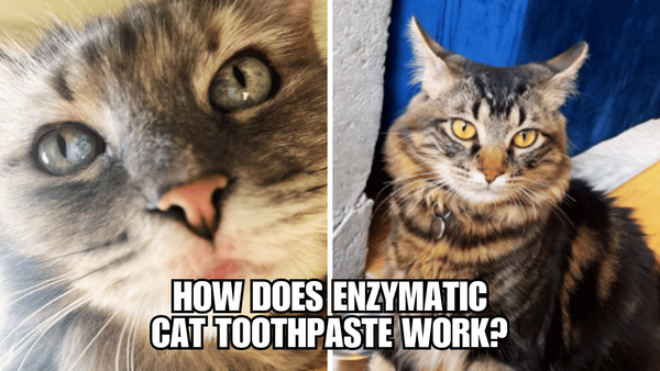 Enzymatic Cat Toothpaste: A Game-Changer for Dental Health