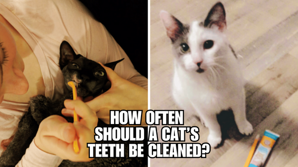 The Ultimate Guide: How Often to Clean Your Cat's Teeth