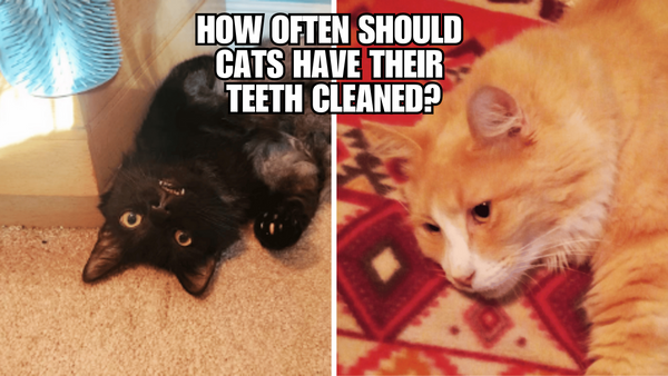 Fangs for Asking: Expert Tips on How Often to Clean Cat Teeth