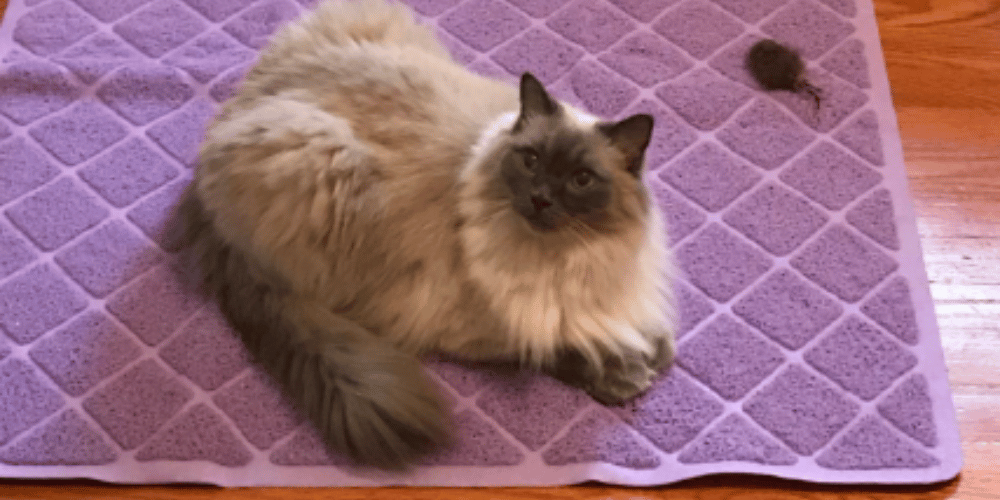 How Often Should You Replace The Cat Litter Mat?