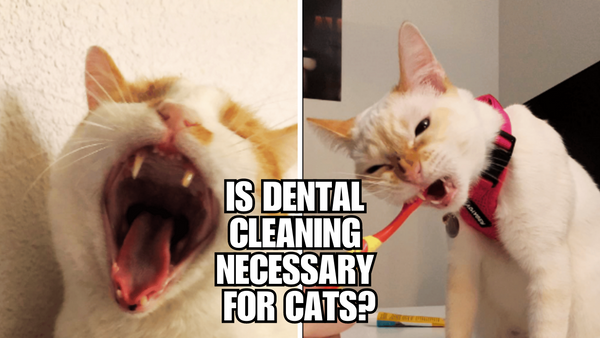 Tooth or Consequences: Why Dental Cleaning is Vital for Cats