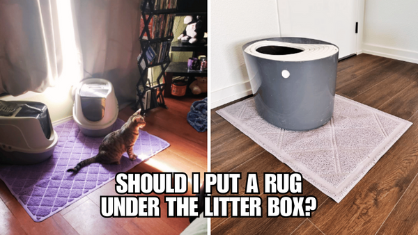 Should I Put A Rug Under The Litter box?