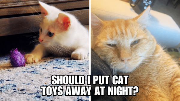 Toying with Sleep: The Dilemma of Cat Toys at Night