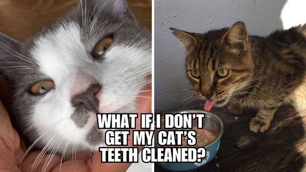 Don't Skip This! The Impact of Ignoring Your Cat's Dental Care