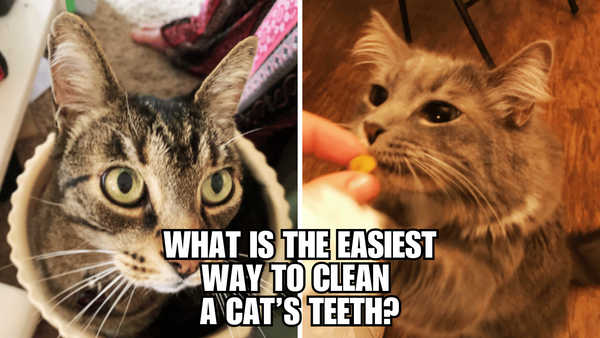 Cat Tooth Cleaning 101: Expert Hacks for Busy Pet Parents