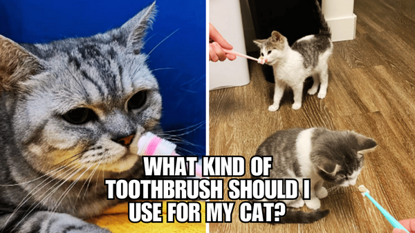 Whisker-Approved: Discovering the Ideal Cat Toothbrush