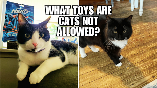 The Ultimate Guide: Which Toys Are a No-Go for Your Cat?