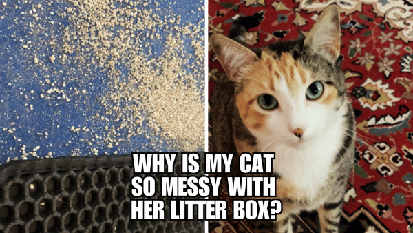 Why Is My Cat So Messy With Her Litter Box?