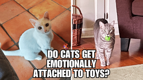 Purring Obsession: Can Cats Form Emotional Bonds with Toys?