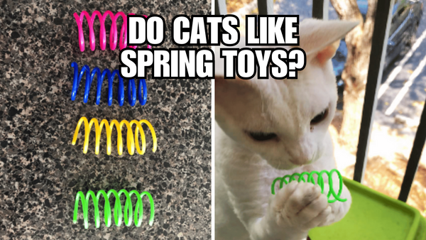 Do Cats Like Spring Toys? Spring Toys Are a Game-Changer!