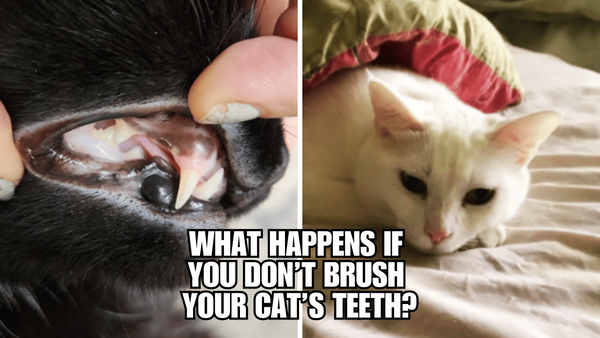 Cat Tooth Neglect: Why It's More Serious Than You Think