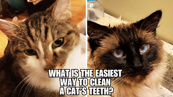 Whisker-Friendly Oral Hygiene: Quick Cat Teeth Cleaning Tips