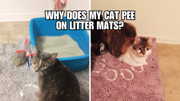 Why Does My Cat Pee On Litter Mats?