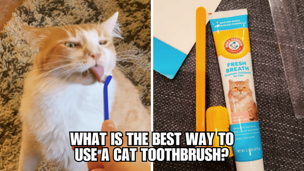 The Cat Lover's Guide to Effective Toothbrushing Techniques