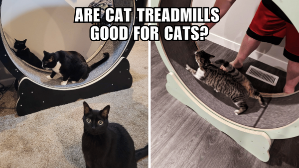 Cat Treadmills: The Surprising Secret to a Happier Kitty!