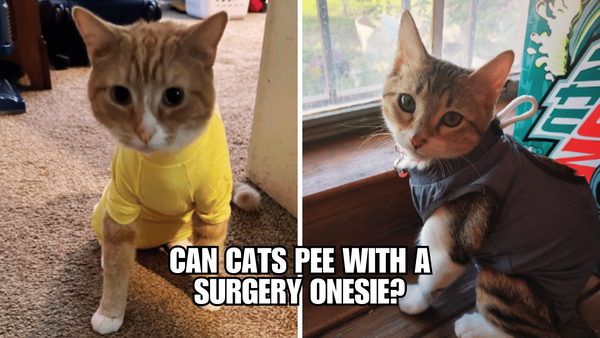 Unraveling the Mystery: Can Cats Still Pee in a Onesie?