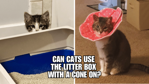 Cones vs. Litter Boxes: Can Cats Adapt to This Challenge?