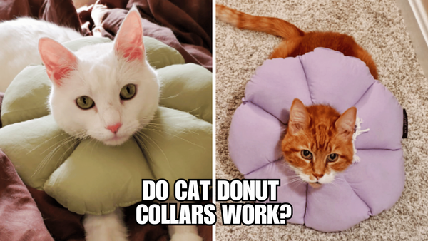 The Truth About Cat Donut Collars Revealed!