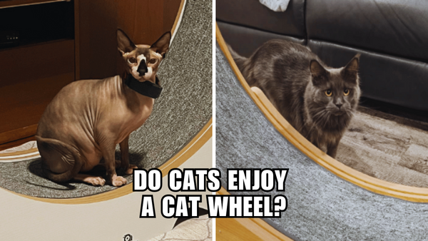 Wheel of Fortune: Can Cats Find Joy in Cat Wheels?