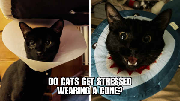 The Cone of Shame: Do Cats Actually Get Stressed?