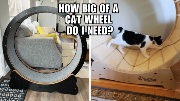 Size Matters: How to Determine the Ideal Cat Wheel Diameter