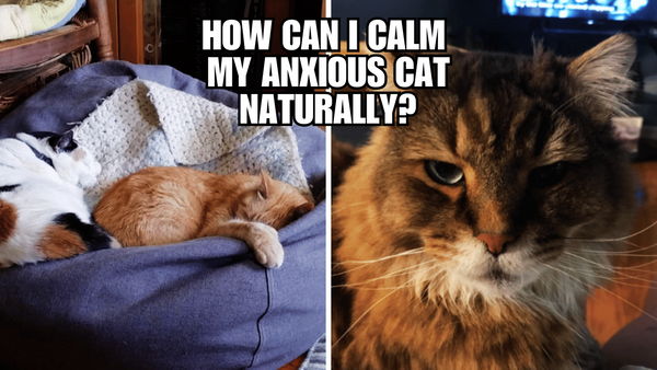 Unlocking the Secrets of Calming Your Anxious Cat