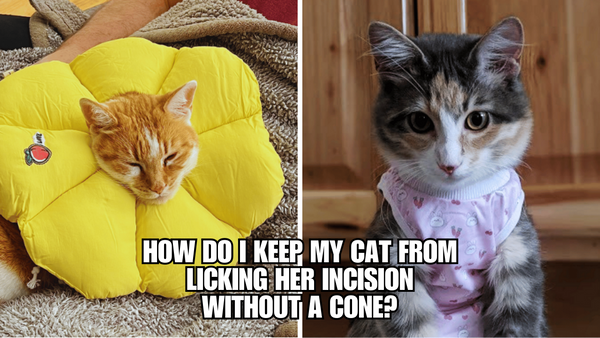 Purrfect Alternatives: Say Goodbye to the Cone of Shame!