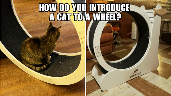 Cat vs Wheel: A Guide to Introducing Feline Fitness