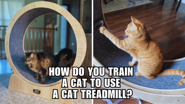 Unleash Your Cat's Inner Athlete: Cat Treadmill Training 101