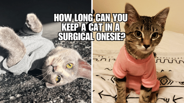 Purr-fect Style: How Long Can Cats Rock a Surgical Onesie?