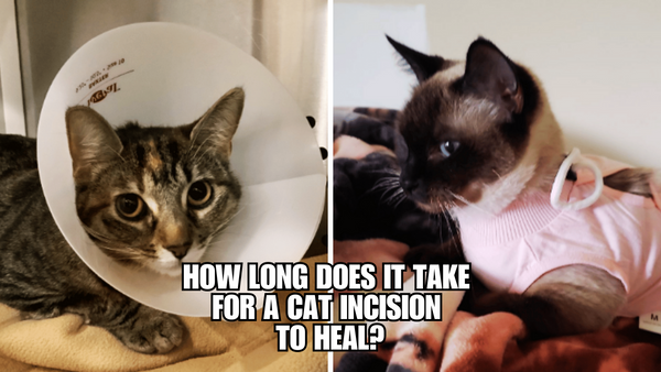 Cat Incision Healing Guide: A Quick Recovery Timeline