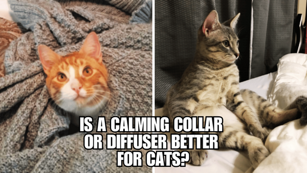 Cat's Zen Mode: The Magic Of Calming Collars and Diffusers