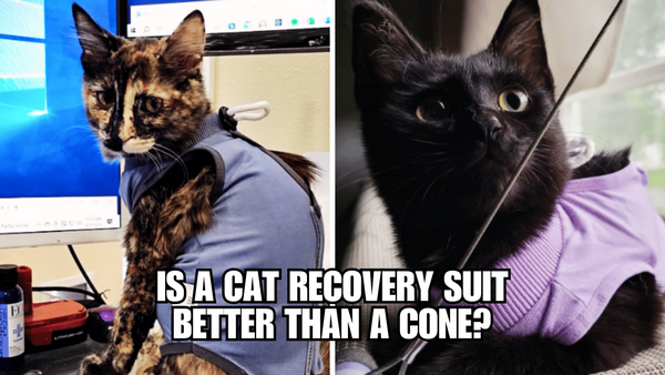 Ditch the Cone: Why Cat Recovery Suits Rule!