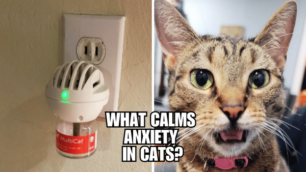 Cool, Calm, and Collected: How to Keep Your Cat Stress-Free