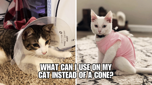 Cone-Free: Discovering Alternatives for Your Cat's Recovery