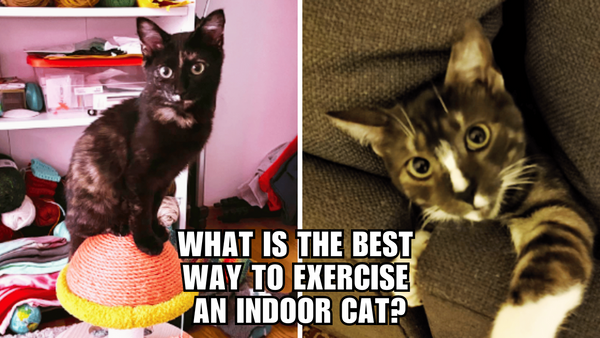 The Ultimate Guide to Exercising Your Indoor Cat!