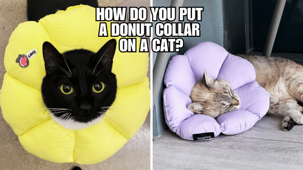 Caring for Your Cat Post-Surgery: Donut Collar Edition