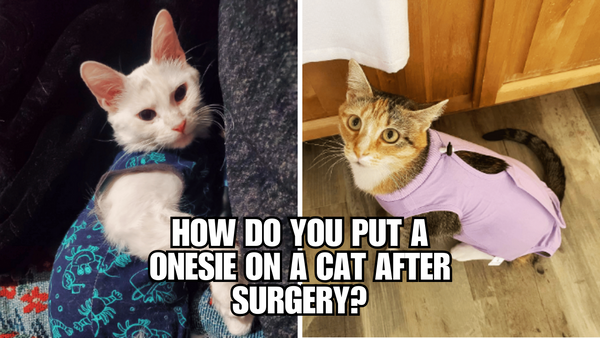 The Ultimate Guide: Dress Your Cat in a Post-Surgery Onesie