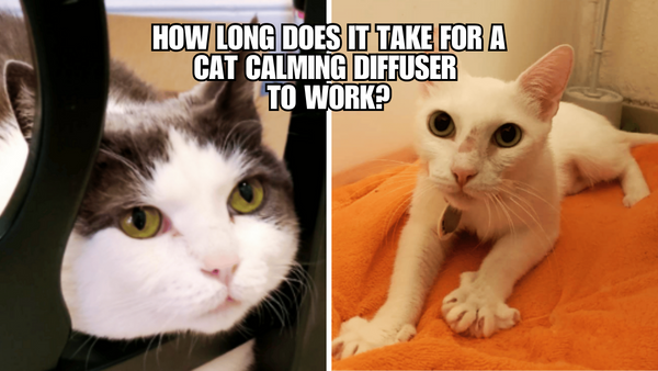 From Frantic to Relaxed: Cat Diffuser Timeline