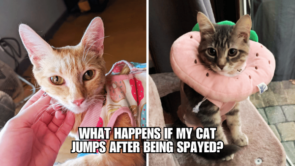 The Jumping Dilemma: Can Cats Leap After Being Spayed?