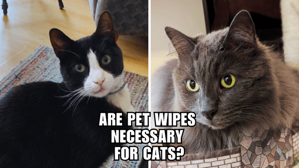 The Scoop on Cat Wipes: Do They Really Make a Difference?